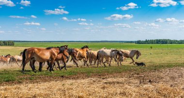 At sürüsü dört nala koşuyor..