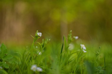 Güneşli bir günde Anemone Nemorosa kapanıyor.