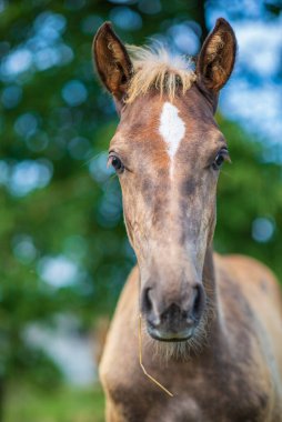 Bulanık bir geçmişi olan köylü bir tayın yakın plan portresi..