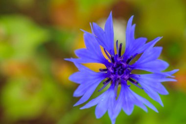 Menekşe çiçeğinin yakın görüntüsü 