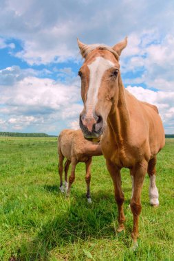 Bir yaz günü çayırda at otlatıyor..