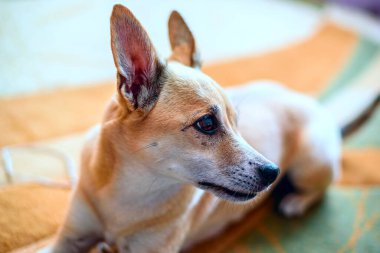 Evde uzun kulaklı şirin bej bir köpek dinleniyor. 