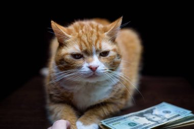 Kırmızı kedi siyah arka plan makrosu ve bir tomar para.