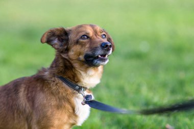 Çimenlerde oynayan korkmuş bir köpek..