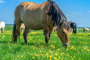 At tarlada karahindiba yiyor.
