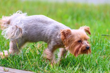 Sokakta yürüyen şirin bej bir teriyer.