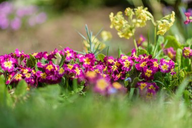 Çuha çiçeği. Sıradan mor. İlk bahar çiçeği..