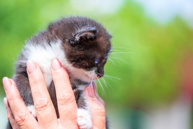 Küçük mavi gözlü kedi yavrusu bir adamın elinde. Fotoğraflı yakın plan..