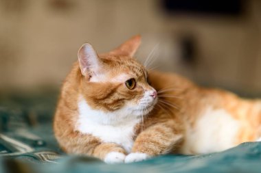 Kırmızı kedi kanepede yatıyor. Yakından çekilmiş..