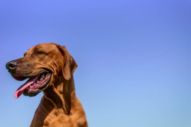 Gökyüzü arka planında Ridgeback