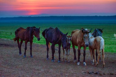 Atlar şafakta otlar.