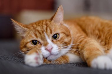 Evcil bir kedinin portresi