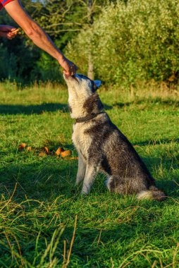 Çimenlerde oynayan Sibiryalı bir Husky 'nin portresi.