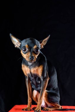 Siyah arka planda küçük bir köpek..