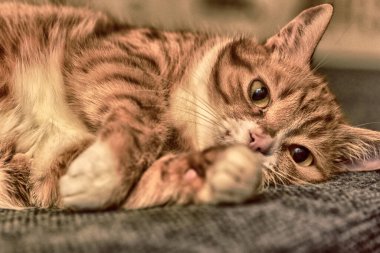 Evcil bir kedinin siyah beyaz portresi