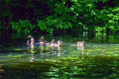 Ördekler gölgede yüzer