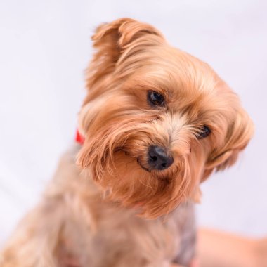 Yorkshire Teriyerinin Portresi