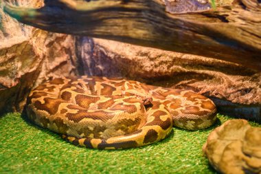 Hayvanat bahçesindeki yılan. Serpentarium 'da..
