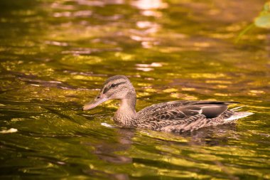 Ördekler gölette yüzer.