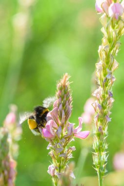 Arı lupin çiçeklerinde bal toplar. Yakın planda fotoğraflandı..