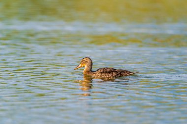 Suda yüzen bir ördeğin portresi. Yakından çekilmiş..