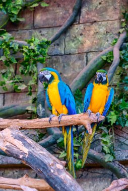 Güzel papağanlar bir dalda oturuyor. 