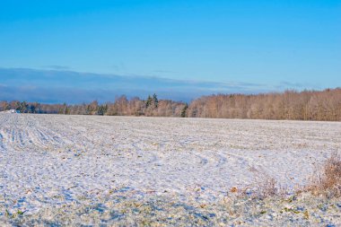 Karla kaplı tarla, çok uzak bir orman. Ekim 'de fotoğraflandı.