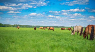 Bir at sürüsü yeşil bir arazide otluyor..