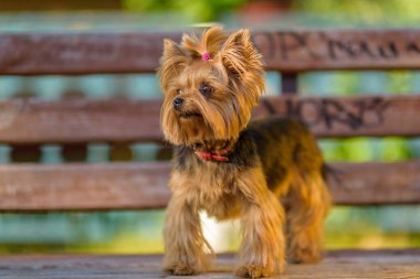 Yorkshire Teriyeri parkta bir bankta.