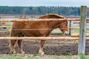 At çitin arkasında bir ağılda duruyor. 