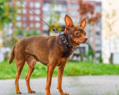 Oyuncak Terrier dışarıda tasmayla dolaşıyor.
