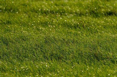 Yeşil çimen tarlası