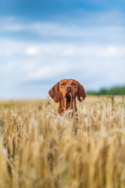 Gökyüzüne yakın alanda safkan bir av köpeğinin portresi..