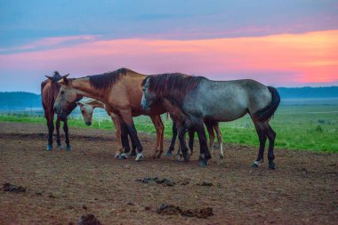 Atlar şafakta otlar.
