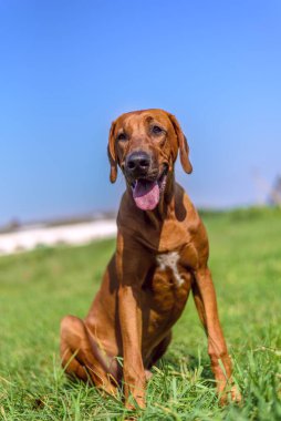 Çimlerin üzerinde Rodezya Sırtı 'nın portresi