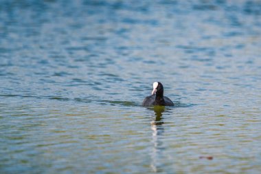 Ördek çok uzaklara yelken açtı.