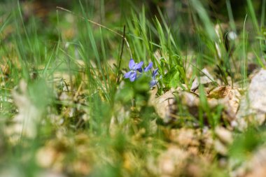 Ormandaki kır çiçekleri. Yakın plan..