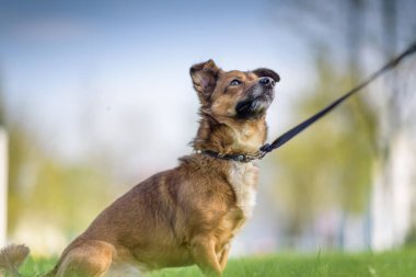 Parkta tasmalı bir köpek gezintisine çıkmış..