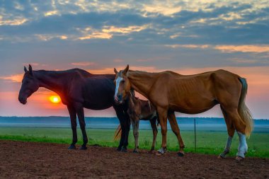 Atlar şafakta otlar.
