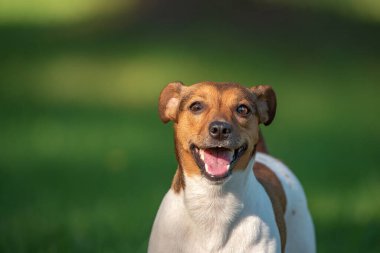 Jack Russell Terrier 'ın portresi. Parkta yakın plan..