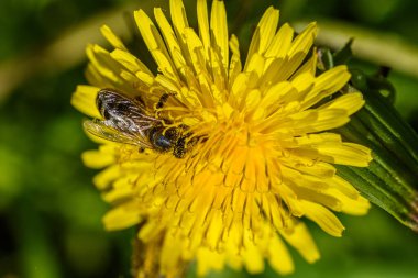 Arı karahindiba nektarını toplar.
