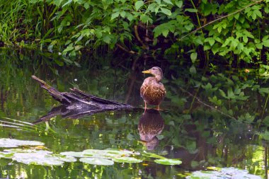 Ördek gölette yüzer