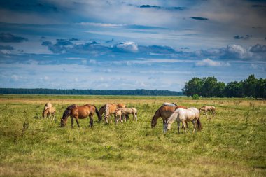 At sürüsü tarlada otluyor..