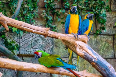 Hayvanat bahçesindeki güzel papağan