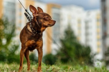 Tasmalı küçük bir köpek