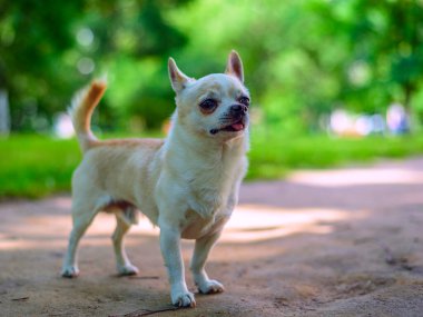 Chihuahua bahçede oynuyor.