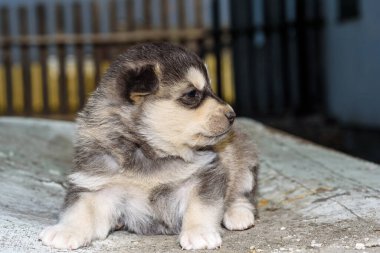 Küçük Husky köpek yavrusu, yakından..