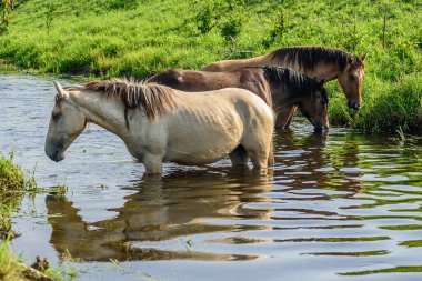 Atlar küçük bir nehirde otlar.