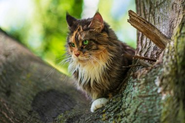 Maine Rakunu parkta bir ağaçta oturuyor..