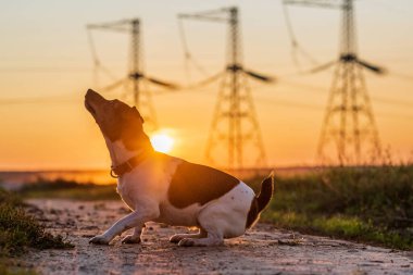 Gün batımında Jack Russell Terrier 'in portresi.